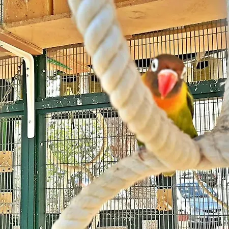 Caro Boutique 4* San Ġwann