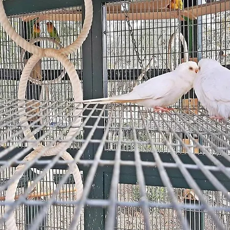 Vendégház Caro Boutique 4*