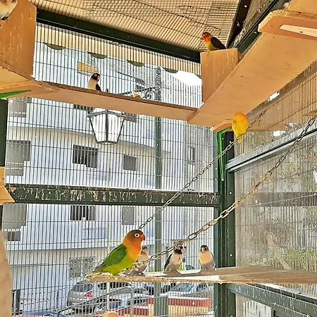 Caro Boutique 4* San Ġwann