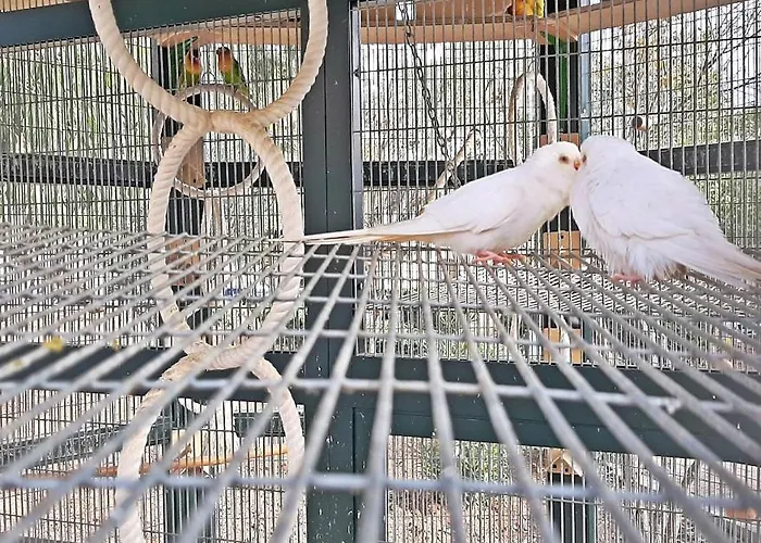 Vendégház Caro Boutique 4*