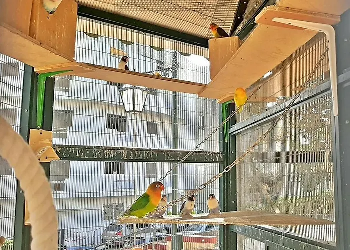 Caro Boutique 4* San Ġwann