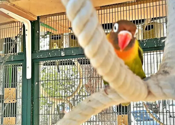 Caro Boutique 4* San Ġwann